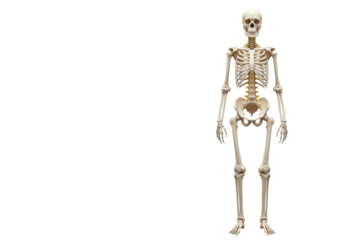 Isolated human skeleton showing structure for medical research with full bone structure