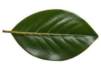 Isolated Single dark green leaf of a Magnolia tree, showing the intricate vein structure