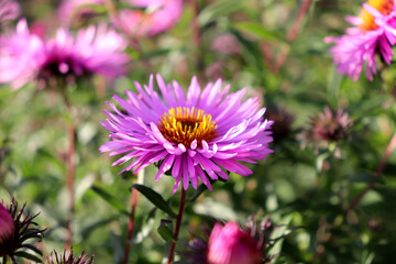 A pink and purple aster with buds in a flowerbed against a backdrop of other asters on a sunny autumn day in the garden - horizontal color photo, close-up