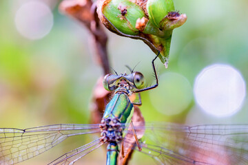 羽休めしているオオアオイトトンボ