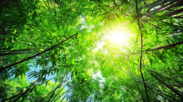 clacking. Bamboo stalks swaying and clacking in forest breeze with filtered daylight and motion blur. gardening catalogs, home-decor guides, designed for home decor and floral branding.