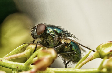 キンバエの造形美