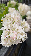 Blooming white hydrangea