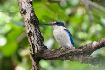 Collared Kingfisher on the branch