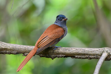 Paradise Flycatcher at Bang Pu 2