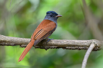 Paradise Flycatcher at Bang Pu