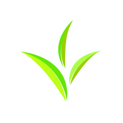 green tea leaves isolated on white background