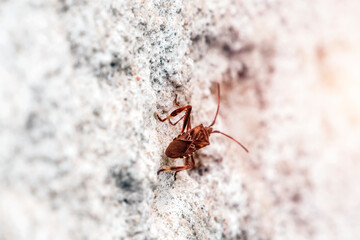Conifer seed bug spreading across Europe