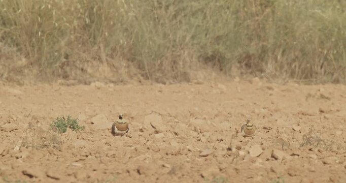 Pair of pin-tailed sandgrouse (Pterocles alchata) in a semi-desert plain, on a scorching summer day . In Monegros desert, in Zaragoza, in Spain.