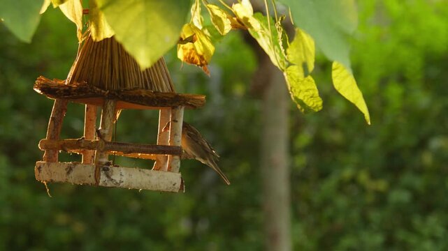 Sparrow hovers in slow motion to land in bird feeder hanging in garden tree