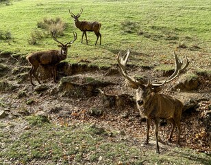 Aveyron cerfs biches sangliers