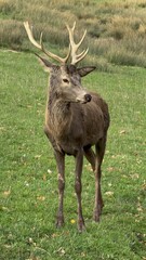 Aveyron cerfs biches sangliers