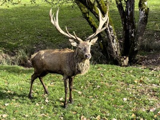 Aveyron cerfs biches sangliers