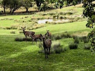Aveyron cerfs biches sangliers