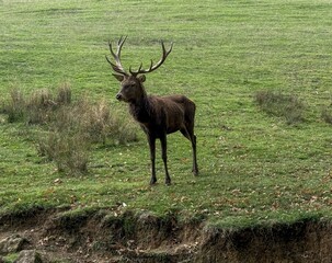 Aveyron cerfs biches sangliers