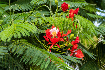 Delonix reginae, or royal lily, grows in the "Mirror Labyrinth" recreation area of ​​Krasnodar City Park (Galitsky Park). Close-up of bright red flowers blooming among lush, fern-like green foliage