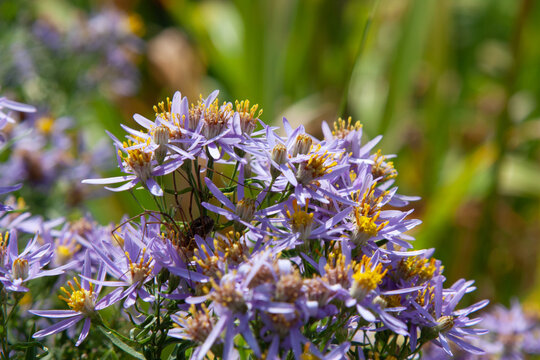 Cute little violet flower. Aster sedifolius or Galatella sedifolia. Summerpurple flowers with a beautiful golden center for background, post, screensaver, wallpaper, postcard, banner, cover, website