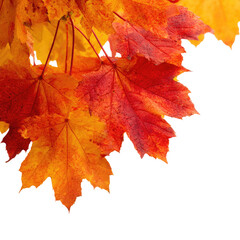 Autumn leaves, radiant with yellows and reds, cascade on a deep black