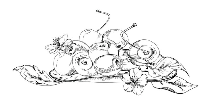 Sweet sour line cherry berries on ceramic plate, hand drawn vector ink, ripe cerise, leaves, white flowers. Isolated composition illustration. Restaurant, wedding, cafe dessert menu, farmers market
