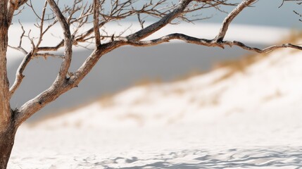 Desert Tree Silhouette Against White Sands Landscape Close Up Low Angle Nature Photography Minimalist Composition