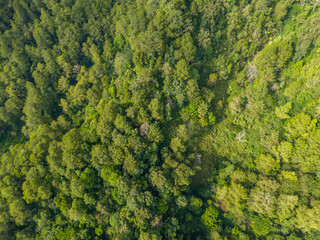 Naklejka premium Aerial panoramic view of lush green mountain forest under daylight.