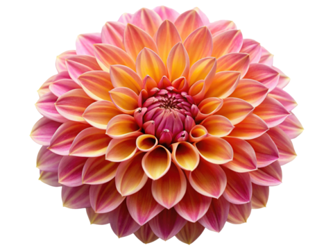 A vibrant dahlia flower with intricate petals, showcasing a gradient of pink and orange hues, isolated on a transparent background, perfect for floral designs and nature photography