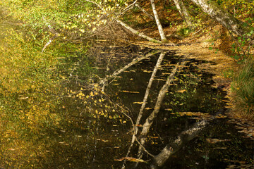 reflets des bouleaux dans l'eau en automne