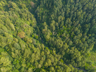 Aerial panoramic view of lush green mountain forest under daylight.