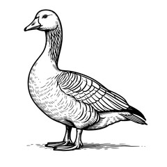 Farm goose, black and white sketch. Vector illustration. Domestic waterfowl with elegant plumage, isolated on a white background. Simple style drawing. Farm.