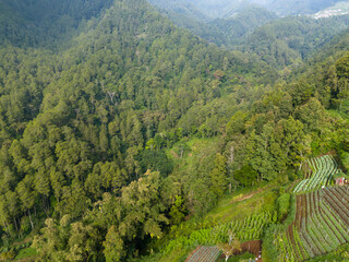Aerial panoramic view of lush green mountain forest under daylight.