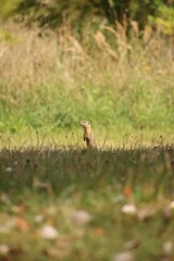 A wild ground squirrel is looking around the meadow.