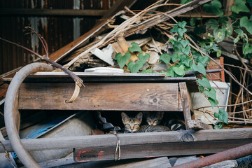 Two small tabby kittens hiding beneath a pile of scrap wood and rustic materials with green ivy.