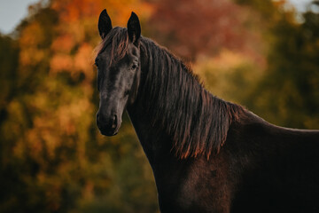 Portrait of a black warmblood horse in autumn