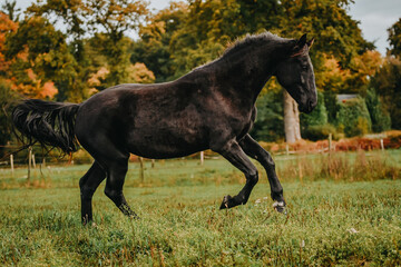 A black two-year-old warmblood horse cantering in pasture