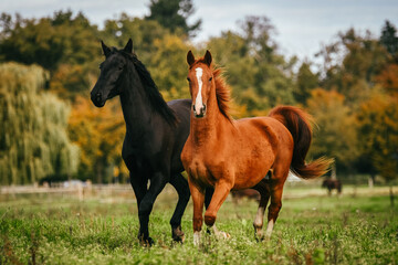 Two young horses playing in a pasture, one chestnut and one black