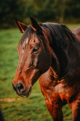 Portrait of brown warmblood horse looking to the left