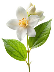 Obraz premium A beautiful white jasmine flower with green leaves, isolated on transparent background, showcasing its delicate petals and vibrant stamen, perfect for floral designs and nature themes