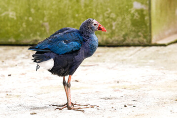 A Purple Swamphen Bird Standing Upright On Dry Ground With Red Beak In Bright Light Outdoor