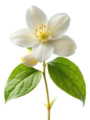 Obraz premium Close-up studio shot of a fragrant white jasmine flower with vibrant green leaves and a delicate stem, isolated against a clean white background, showcasing its intricate details and natural elegance 