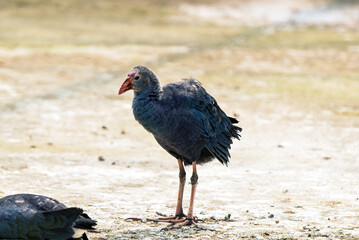 A Purple Swamphen Bird Standing Upright On Dry Ground With Red Beak In Bright Light Outdoor