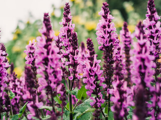 Fototapeta premium Salvia flower