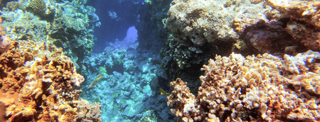 Underwater seascape on the coral reef in Red Sea, Egypt