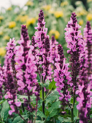 Obraz premium Salvia flower