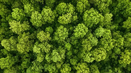 arboreal. Aerial view of a lush green forest canopy under natural sunlight, radiating tranquility and beauty. travel magazines, destination branding, designed for outdoor magazines and nature guides.