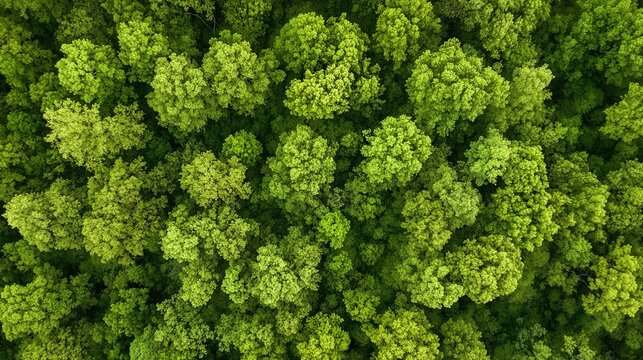 arboreal. Aerial view of a lush green forest canopy under natural sunlight, radiating tranquility and beauty. travel magazines, destination branding, designed for outdoor magazines and nature guides.