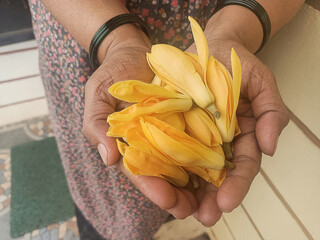 A pair of hands, adorned with dark bangles, gently cradles a cluster of fragrant, yellow-orange Champak (Magnolia champaca) flower buds. The background shows a portion of a floral-patterned dress.
