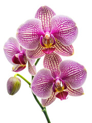 Fototapeta premium Vibrant pink purple striped orchid flowers blooming elegantly