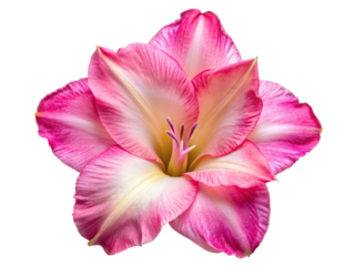 A beautiful pink and white gladiolus flower isolated on transparent background, showcasing its delicate petals and vibrant colors, perfect for floral designs and nature photography