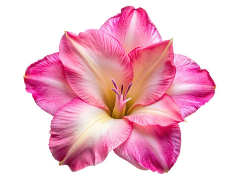 A beautiful pink and white gladiolus flower isolated on transparent background, showcasing its delicate petals and vibrant colors, perfect for floral designs and nature photography