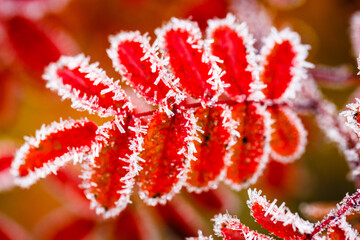 Cold morning: frozen red leaves covered with frost crystals